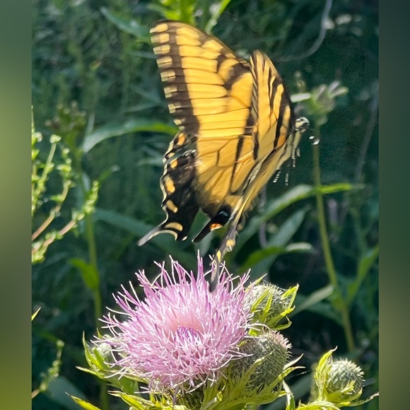 Meet your Posher, Erin - Picture 3 of 3